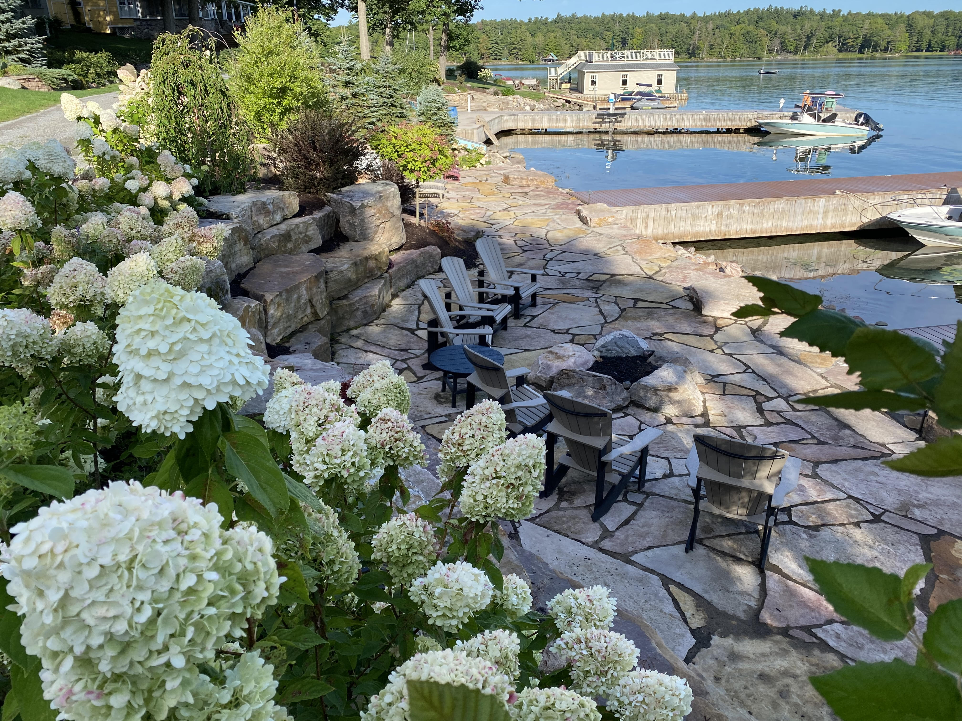 Hydrangea Hedge