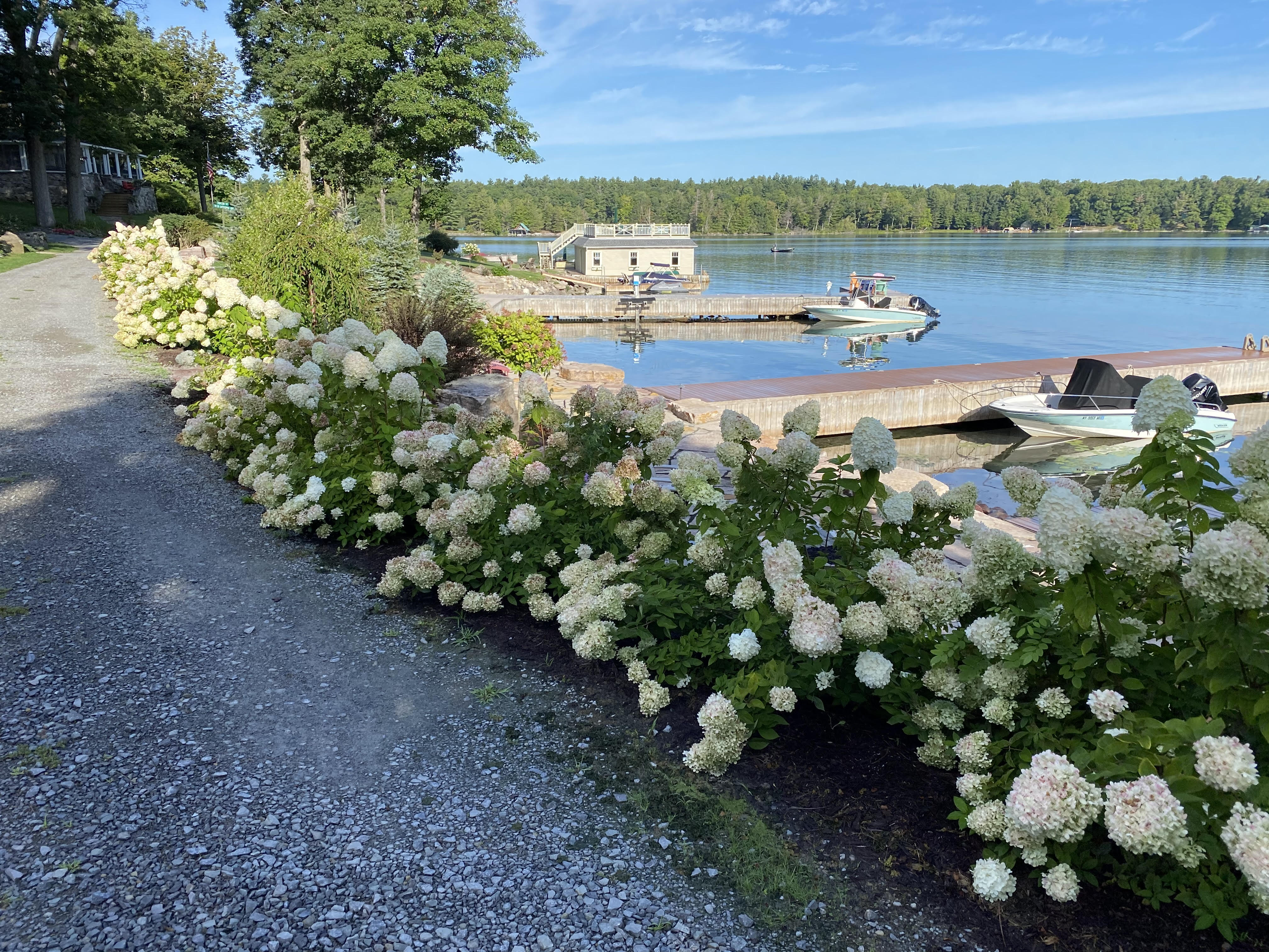 Hydrangea Hedge Screen Block